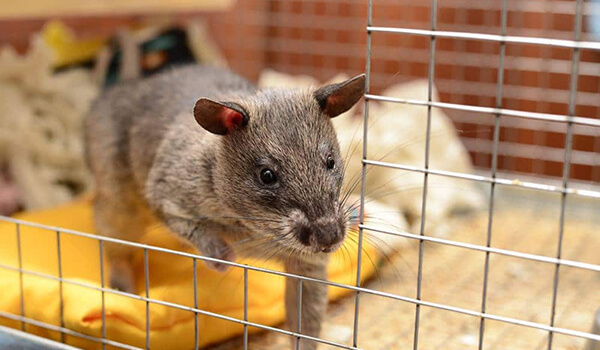 Foto: Slik ser den gambiske rotta ut