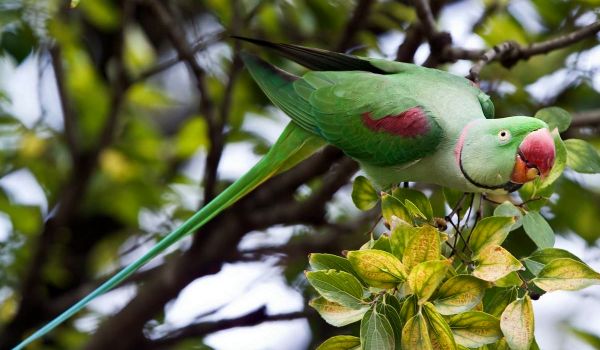 Photo: Alexandrine parrot bird
