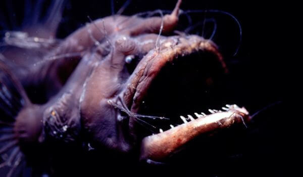 Photo: Deep Sea Anglerfish