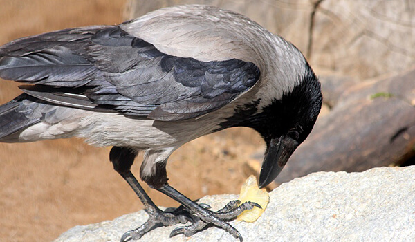 Photo: Hooded Crow