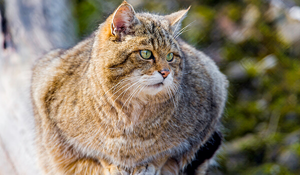 Photo: Far Eastern Forest Cat