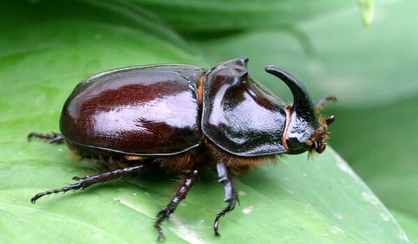 Foto: Livro Vermelho Rhino Beetle