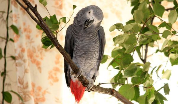 Foto: Grey Parrot