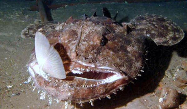 Photo: Anglerfish Monkfish