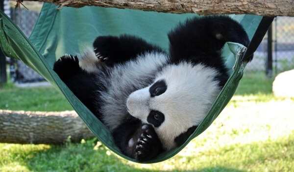 Foto: Giant Panda