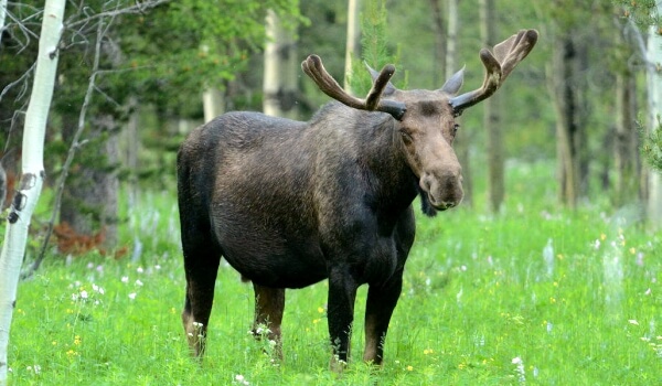 Foto: Elk in Summer