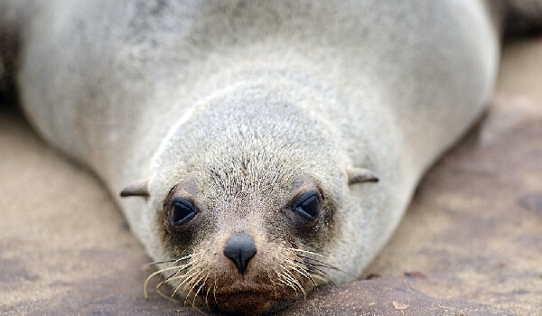 Photo: Great Eared Seal