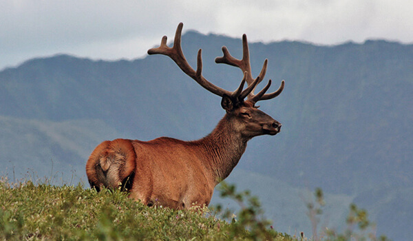 Photo: Red deer