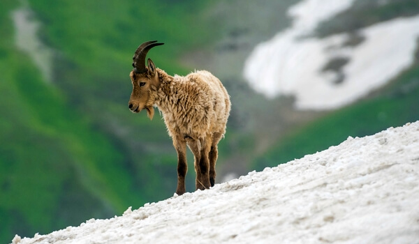Photo: Animal mountain chamois