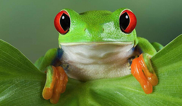Photo: Red-Eyed Tree Frog