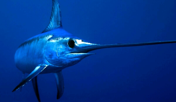 Photo: Swordfish swordfish