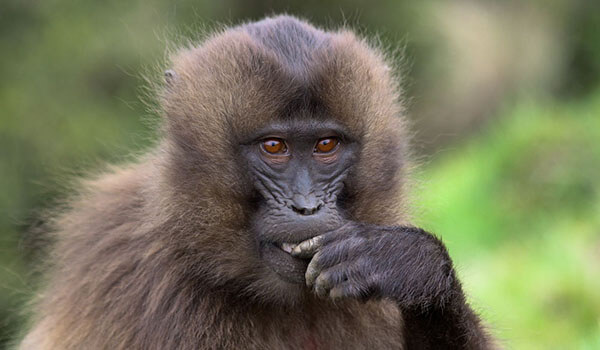 Photo: Cameroon baboon