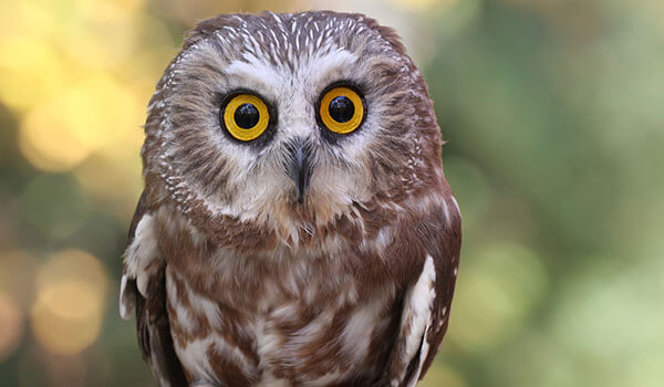 Photo: What a Rough-legged Owl Looks Like
