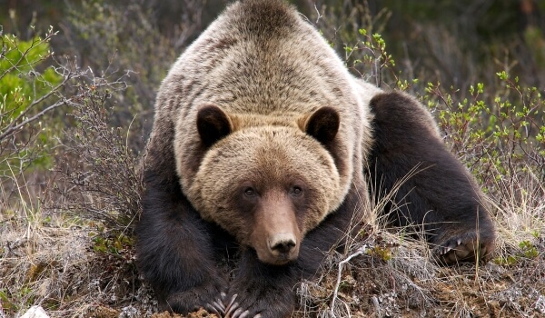 Foto: Grizzly Bear