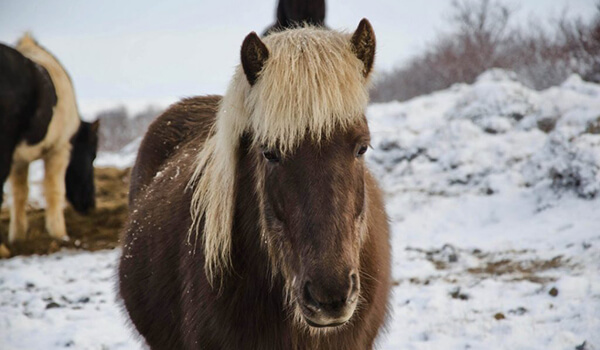 Photo: Mule in winter