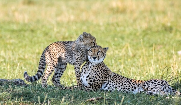 Foto: Cheetah kattunge