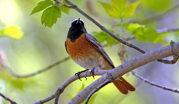 Foto: pássaro Redstart