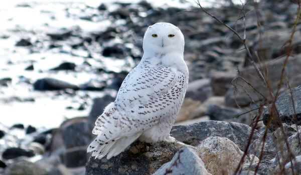Photo: Great Snowy Owl