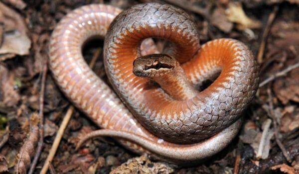 Photo: Copperhead from the Red Book