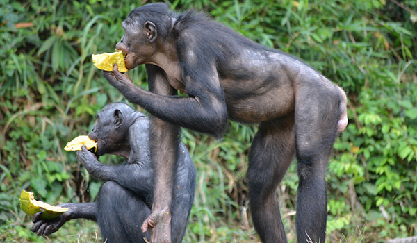 Foto: Bonobos na África
