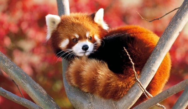 Photo: Lesser Red Panda