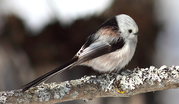 Photo: Long-tailed Tit in Russia