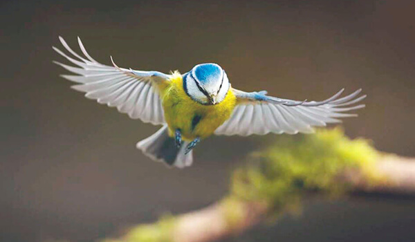 Photo: Blue Tit in flight