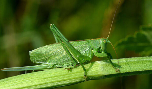 Foto: Grasshopper i Ryssland