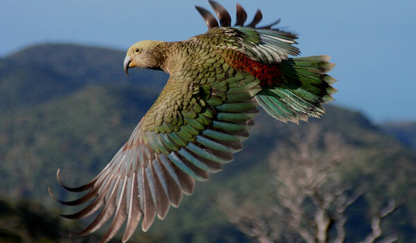 Photo: Kea parrot in flight
