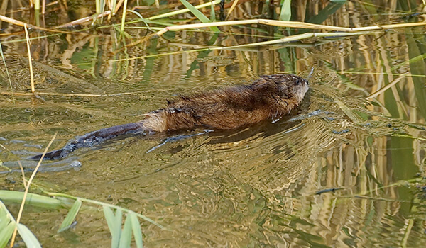 Photo: Large water rat 