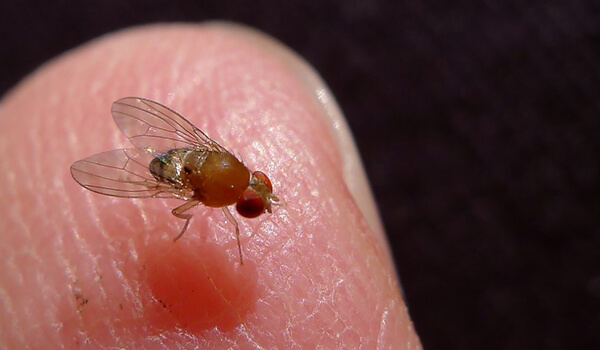 Photo: Drosophila fly in Russia