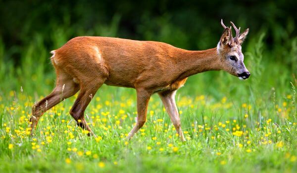 Photo: European roe deer male