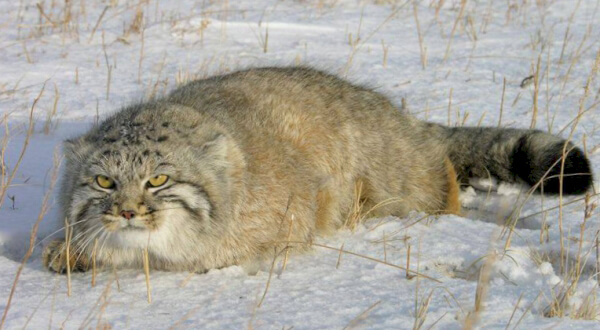 photo of a steppe cat