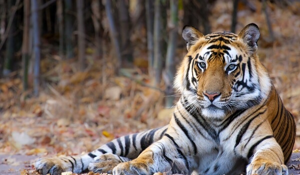 Photo: Bengal tiger in nature