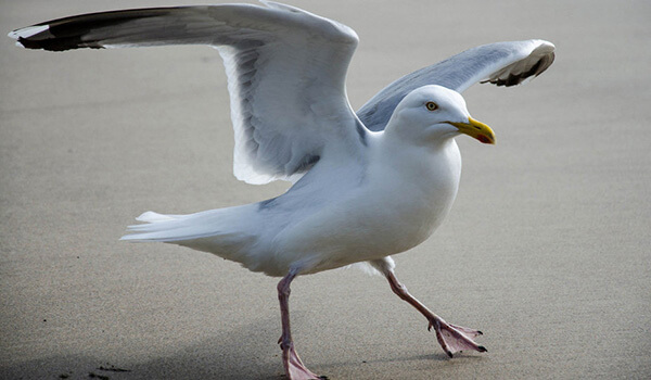 Photo: White bird gull