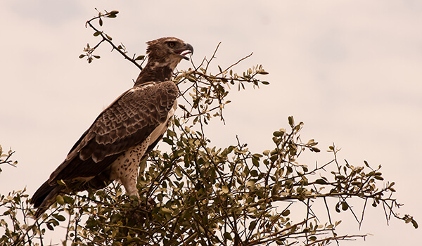 Photo: What a crowned eagle looks like