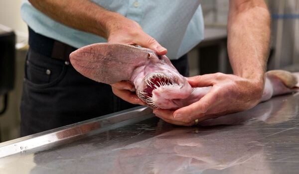 Foto: Goblin Shark of Brownie