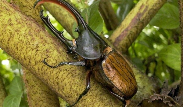 Photo: Large Hercules beetle
