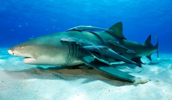 Photo: Dangerous Lemon Shark