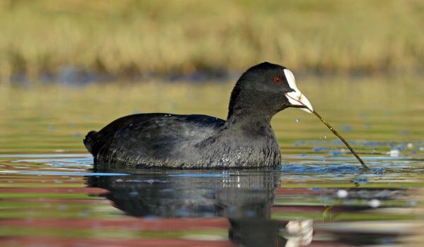 Photo: Coot Duck