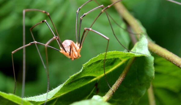 Photo: Poisonous Harvester Spider