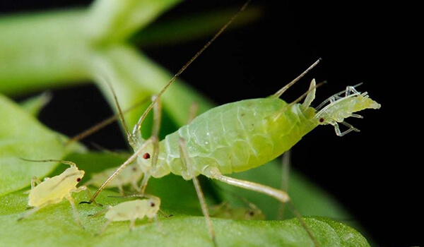 Photo: Aphid in Russia