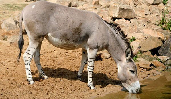 Photo: Animal Donkey