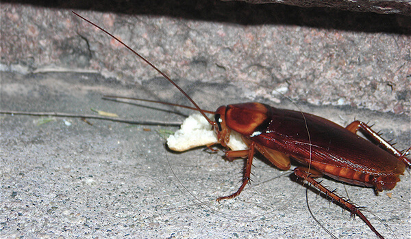 Foto: Stor rød kakerlakk