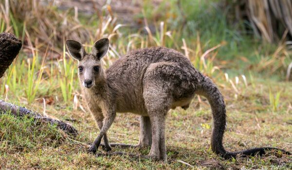 Photo: Grijze kangoeroe