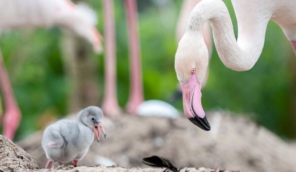 Photo: Chick flamingo