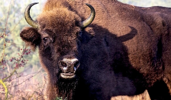 Photo: Bison