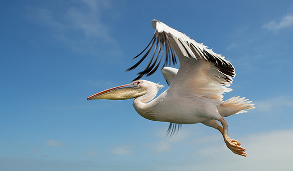 Photo: Pelican in flight