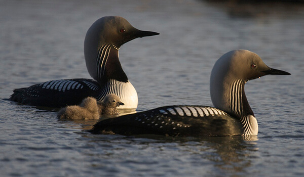 Foto: Loon Chick