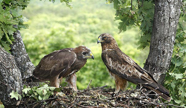 Foto: Samec a samice nasazený orel
